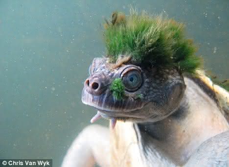 Tartaruga Punk de Moicano Verde