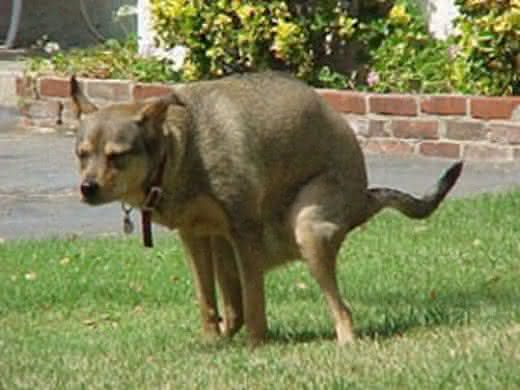 cachorro-cagando