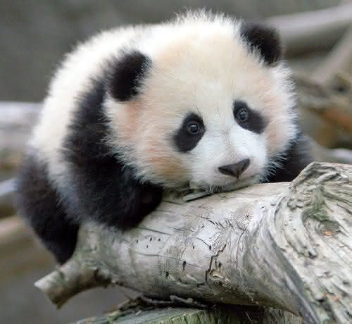 sadpanda